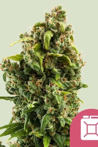 Sour Diesel Feminizowane, Nasiona Marihuany, Konopi, Cannabis
