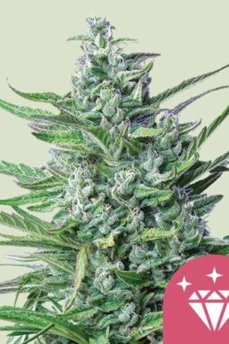 Special Kush#1 Feminizowane, Nasiona Marihuany, Konopi, Cannabis