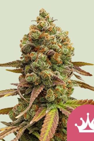 Special Queen#1 Feminizowane, Nasiona Marihuany, Konopi, Cannabis