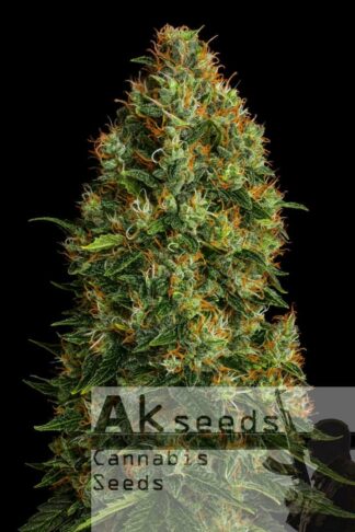 Speed Gorilla Glue Feminizowane, Nasiona Marihuany, Konopi, Cannabis