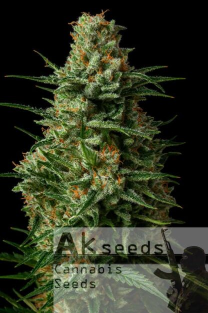 Speed Gorilla Glue Automatic Feminizowane, Nasiona Marihuany, Konopi, Cannabis
