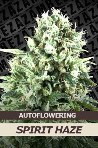 Spirit Haze Automatic Feminizowane, Nasiona Marihuany, Konopi, Cannabis