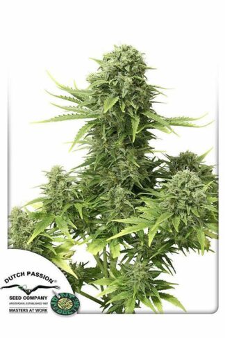 StarRyder Automatic Feminizowane, Nasiona Marihuany, Konopi, Cannabis