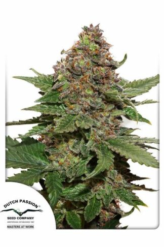 Strawberry Cough Feminizowane, Nasiona Marihuany, Konopi, Cannabis