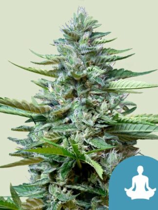 Stress Killer CBD Automatic Feminizowane, Nasiona Marihuany, Konopi, Cannabis