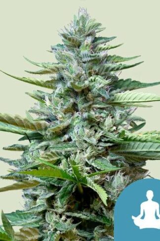 Stress Killer CBD Automatic Feminizowane, Nasiona Marihuany, Konopi, Cannabis