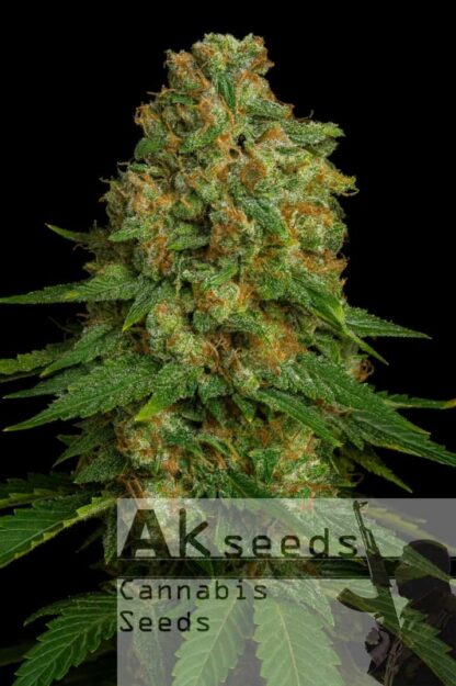 Strong Berry Feminizowane, Nasiona Marihuany, Konopi, Cannabis