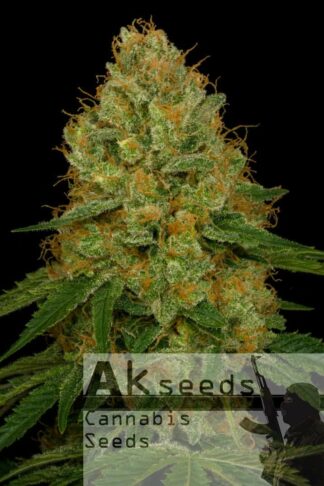 Strong Berry Automatic Feminizowane, Nasiona Marihuany, Konopi, Cannabis