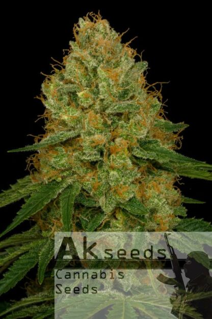 Strong Berry Automatic Feminizowane, Nasiona Marihuany, Konopi, Cannabis