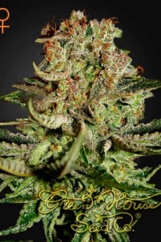 Super Bud Feminizowane, Nasiona Marihuany, Konopi, Cannabis
