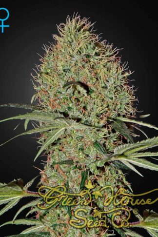 Super Bud Automatic Feminizowane, Nasiona Marihuany, Konopi, Cannabis