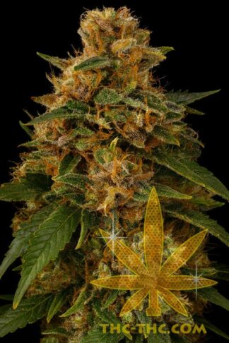 Super Costa 365 Feminizowane, Nasiona Marihuany, Konopi, Cannabis
