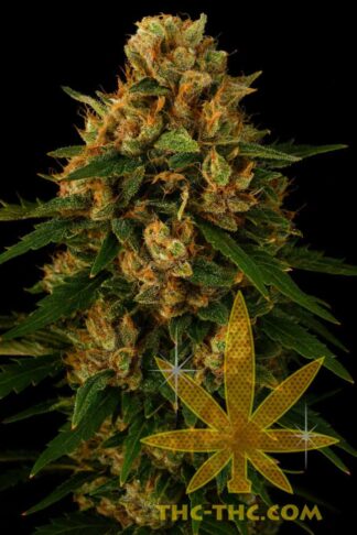 Super Costa 365 Automatic Feminizowane, Nasiona Marihuany, Konopi, Cannabis