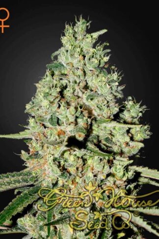 Super Critical Feminizowane, Nasiona Marihuany, Konopi, Cannabis