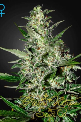 Super Critical Automatic Feminizowane, Nasiona Marihuany, Konopi, Cannabis