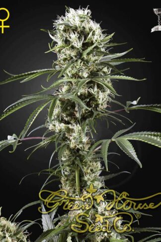 Super Lemon Haze Feminizowane, Nasiona Marihuany, Konopi, Cannabis