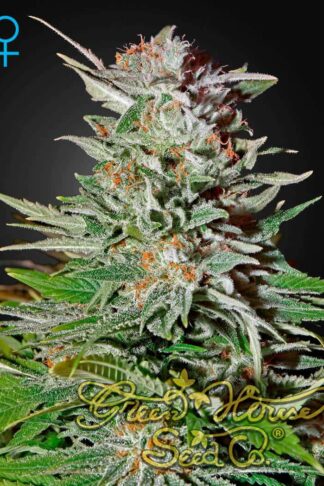 Super Lemon Haze Automatic Feminizowane, Nasiona Marihuany, Konopi, Cannabis