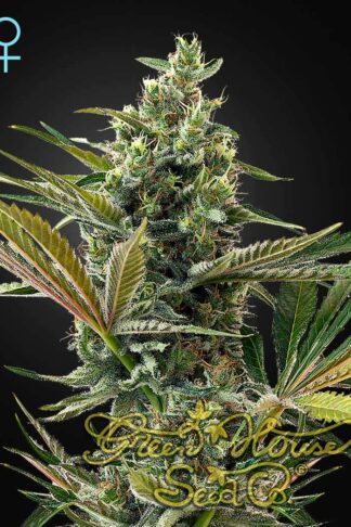 Super Lemon Haze CBD Automatic Feminizowane, Nasiona Marihuany, Konopi, Cannabis