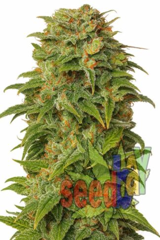 Super LSD XL Feminizowane, Nasiona Marihuany, Konopi, Cannabis