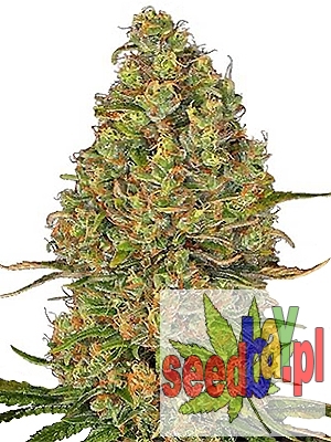 Super LSD XL Feminizowane, Nasiona Marihuany, Konopi, Cannabis