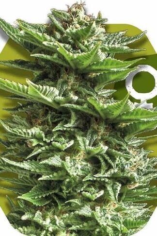 Super Silver Haze Feminizowane, Nasiona Marihuany, Konopi, Cannabis