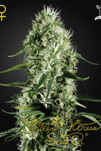 Super Silver Haze Feminizowane, Nasiona Marihuany, Konopi, Cannabis