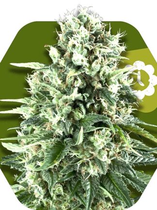 Super Silver Haze Automatic Feminizowane, Nasiona Marihuany, Konopi, Cannabis