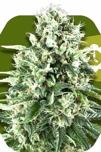 Super Silver Haze Automatic Feminizowane, Nasiona Marihuany, Konopi, Cannabis