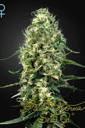 Super Silver Haze CBD Feminizowane, Nasiona Marihuany, Konopi, Cannabis