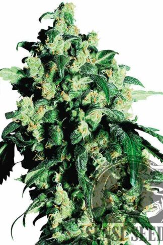 Super Skunk Feminizowane, Nasiona Marihuany, Konopi, Cannabis
