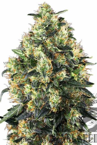 Super Skunk Automatic Feminizowane, Nasiona Marihuany, Konopi, Cannabis