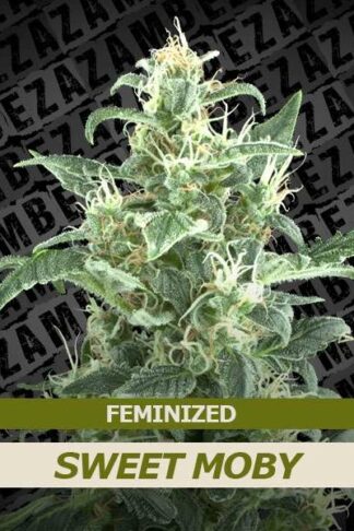 Sweet Moby Feminizowane, Nasiona Marihuany, Konopi, Cannabis
