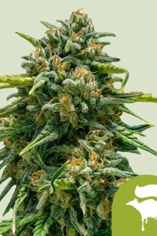 Sweet Skunk Automatic Feminizowane, Nasiona Marihuany, Konopi, Cannabis