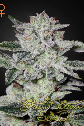 Sweet Valley Kush Feminizowane, Nasiona Marihuany, Konopi, Cannabis