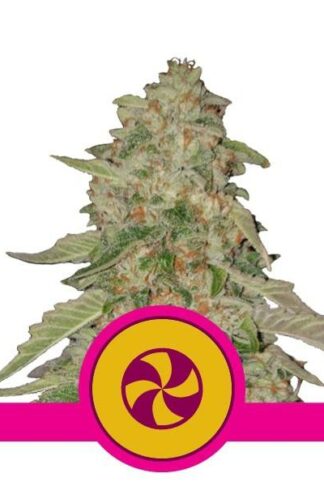 Sweet Zkittlez Feminizowane, Nasiona Marihuany, Konopi, Cannabis
