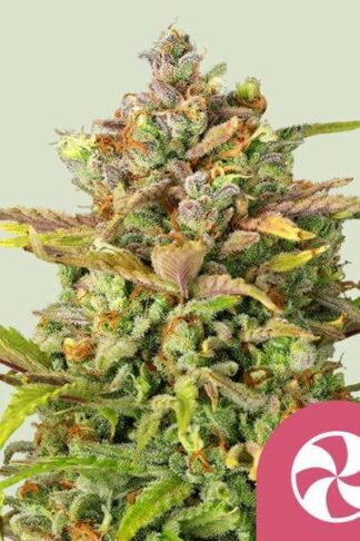 Sweet ZZ Feminizowane, Nasiona Marihuany, Konopi, Cannabis