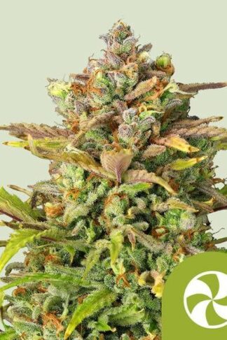 Sweet ZZ Automatic Feminizowane, Nasiona Marihuany, Konopi, Cannabis