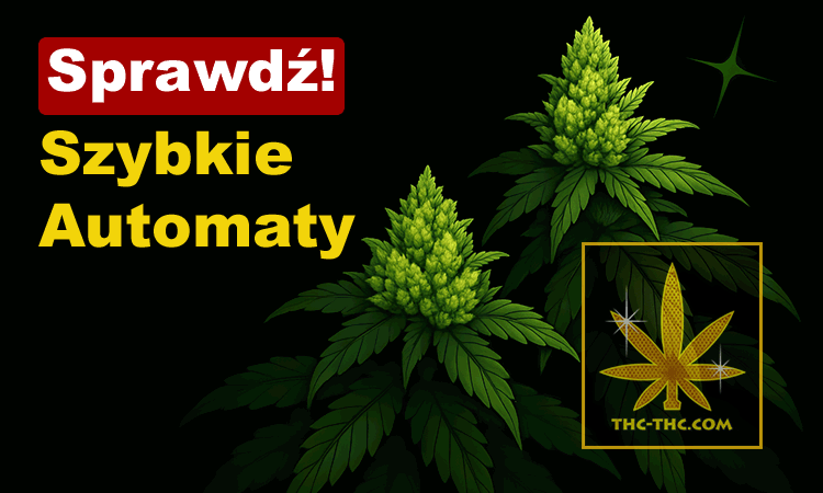 szybko rosnące nasiona z autofloweringiem