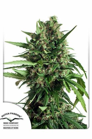 Taiga#2 Automatic Feminizowane, Nasiona Marihuany, Konopi, Cannabis