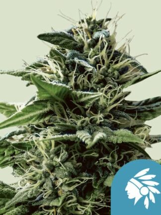 Tatanka Pure CBD Feminizowane, Nasiona Marihuany, Konopi, Cannabis