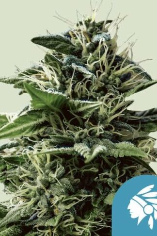 Tatanka Pure CBD Feminizowane, Nasiona Marihuany, Konopi, Cannabis