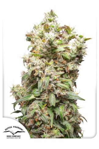 THC-Victory Feminizowane, Nasiona Marihuany, Konopi, Cannabis