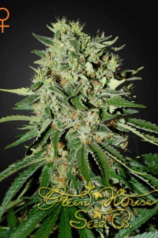 The Doctor Feminizowane, Nasiona Marihuany, Konopi, Cannabis