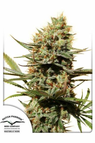 The Edge Feminizowane, Nasiona Marihuany, Konopi, Cannabis