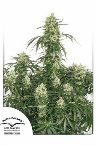The Ultimate Feminizowane, Nasiona Marihuany, Konopi, Cannabis