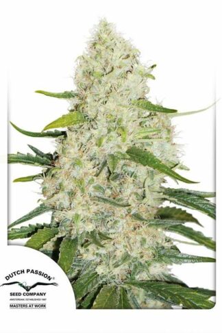 Think Big Automatic Feminizowane, Nasiona Marihuany, Konopi, Cannabis
