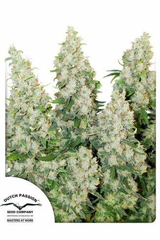 Think Different Automatic Feminizowane, Nasiona Marihuany, Konopi, Cannabis