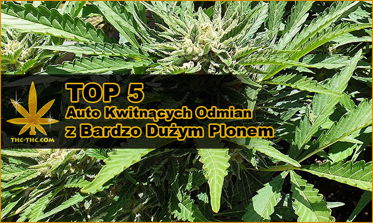 nasiona marihuany i konopi z wysokim zbiorem xxl