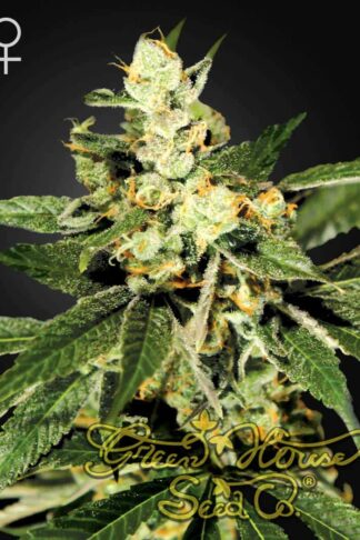 Train Wreck Feminizowane, Nasiona Marihuany, Konopi, Cannabis