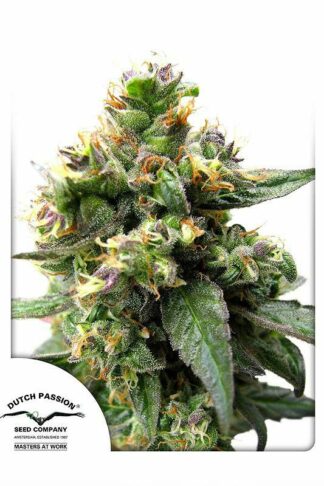 Trance Feminizowane, Nasiona Marihuany, Konopi, Cannabis